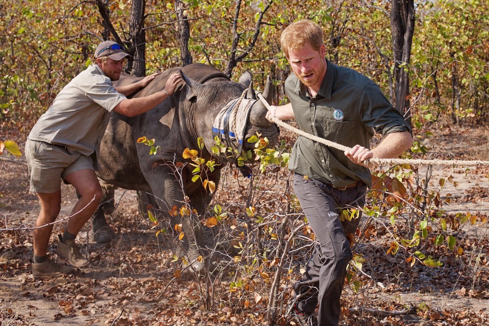 Książę Harry opuścił African Parks po skandalu dotyczącym przemocy wobec społeczności Baka